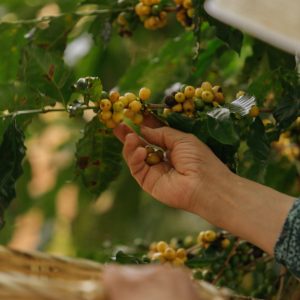 Experiência da Colheita